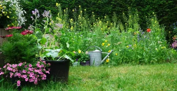 Beautiful garden with flowers and watering can